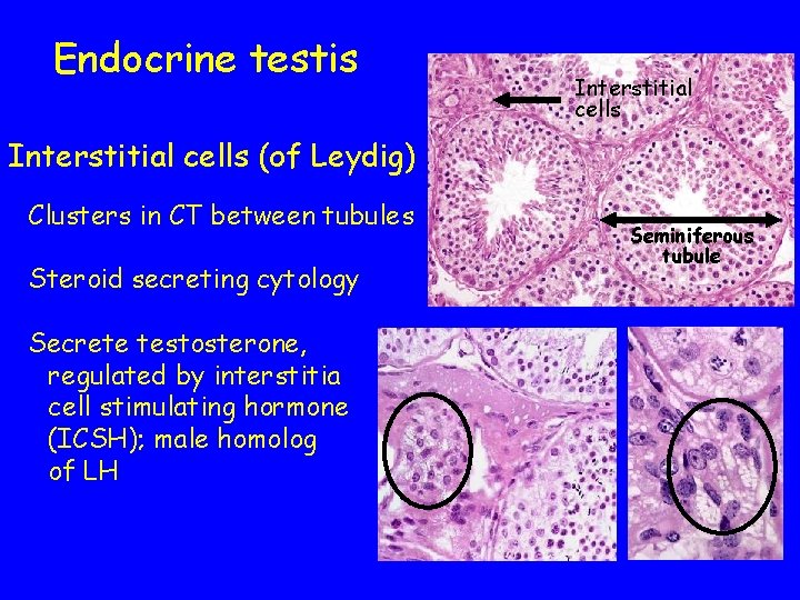 Endocrine testis Interstitial cells (of Leydig) Clusters in CT between tubules Steroid secreting cytology