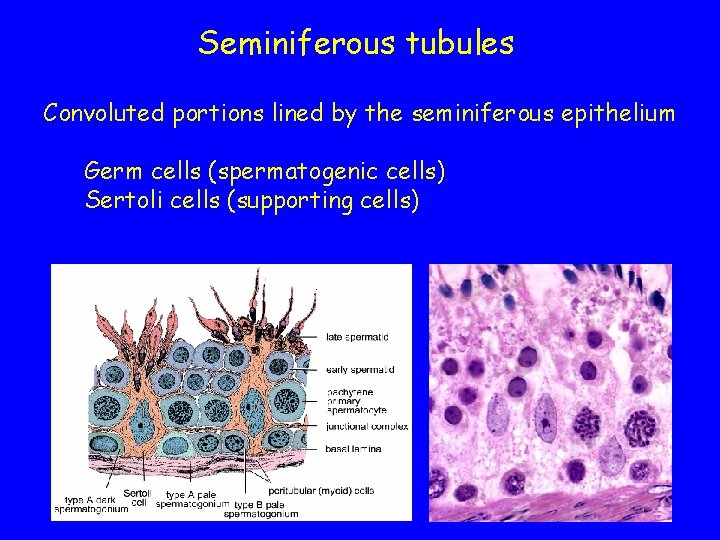 Seminiferous tubules Convoluted portions lined by the seminiferous epithelium Germ cells (spermatogenic cells) Sertoli