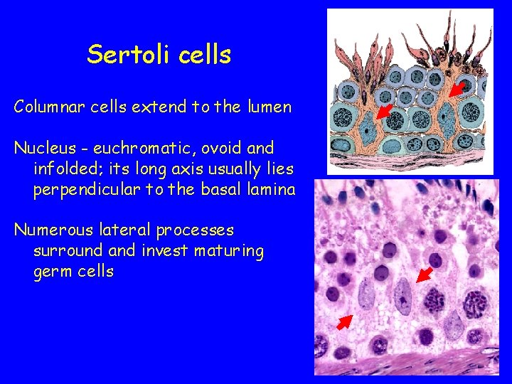 Sertoli cells Columnar cells extend to the lumen Nucleus - euchromatic, ovoid and infolded;