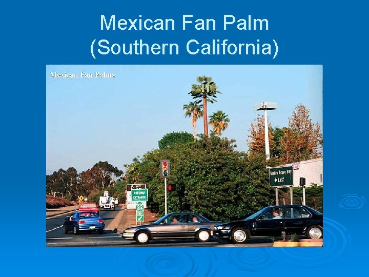 Mexican Fan Palm (Southern California) 