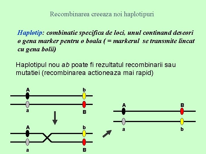 Recombinarea creeaza noi haplotipuri Haplotip: combinatie specifica de loci, unul continand deseori o gena