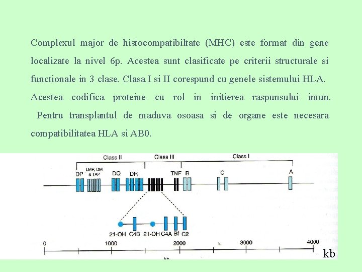 Complexul major de histocompatibiltate (MHC) este format din gene localizate la nivel 6 p.