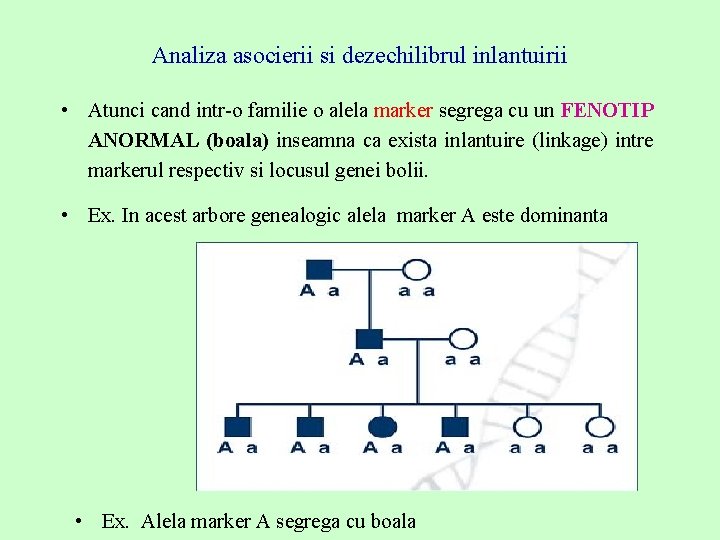 Analiza asocierii si dezechilibrul inlantuirii • Atunci cand intr-o familie o alela marker segrega