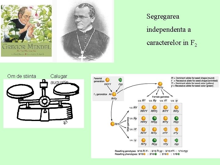 Segregarea independenta a caracterelor in F 2 Om de stiinta Calugar augustin 