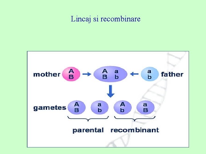 Lincaj si recombinare 