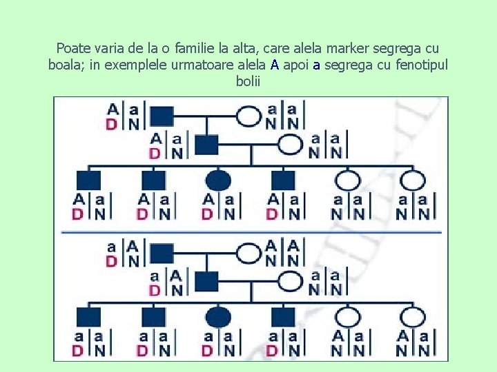 Poate varia de la o familie la alta, care alela marker segrega cu boala;