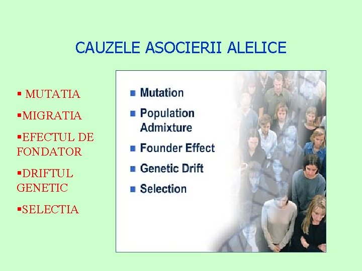 CAUZELE ASOCIERII ALELICE § MUTATIA §MIGRATIA §EFECTUL DE FONDATOR §DRIFTUL GENETIC §SELECTIA 