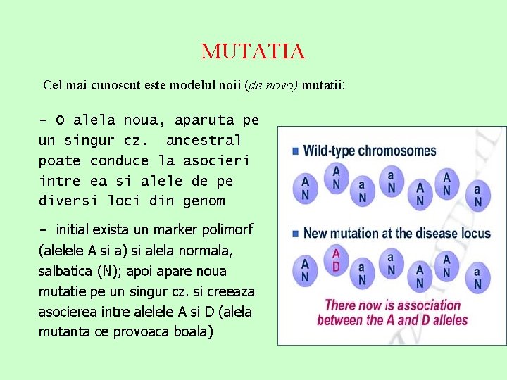 MUTATIA Cel mai cunoscut este modelul noii (de novo) mutatii: - O alela noua,