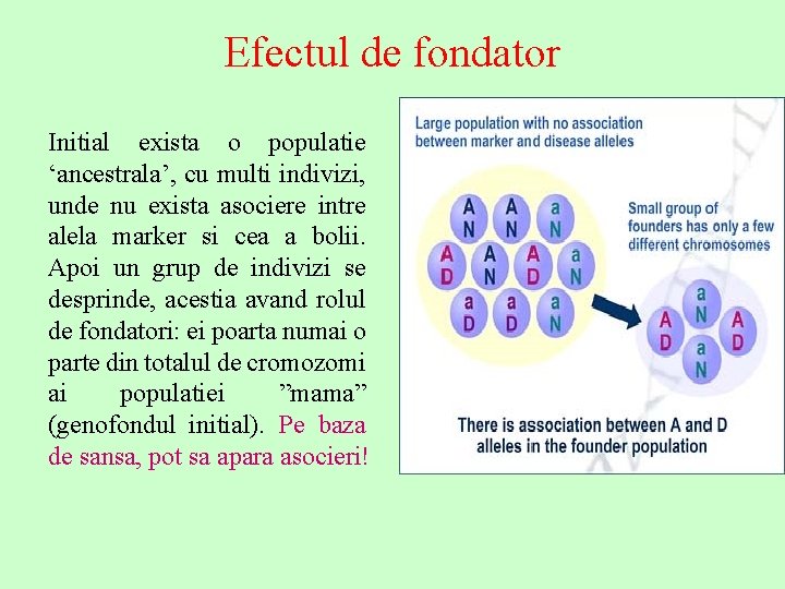 Efectul de fondator Initial exista o populatie ‘ancestrala’, cu multi indivizi, unde nu exista