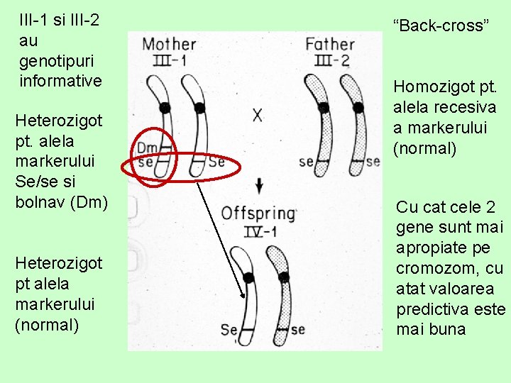 III-1 si III-2 au genotipuri informative Heterozigot pt. alela markerului Se/se si bolnav (Dm)