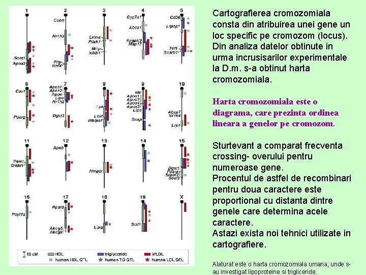 Cartografierea cromozomiala consta din atribuirea unei gene un loc specific pe cromozom (locus). Din