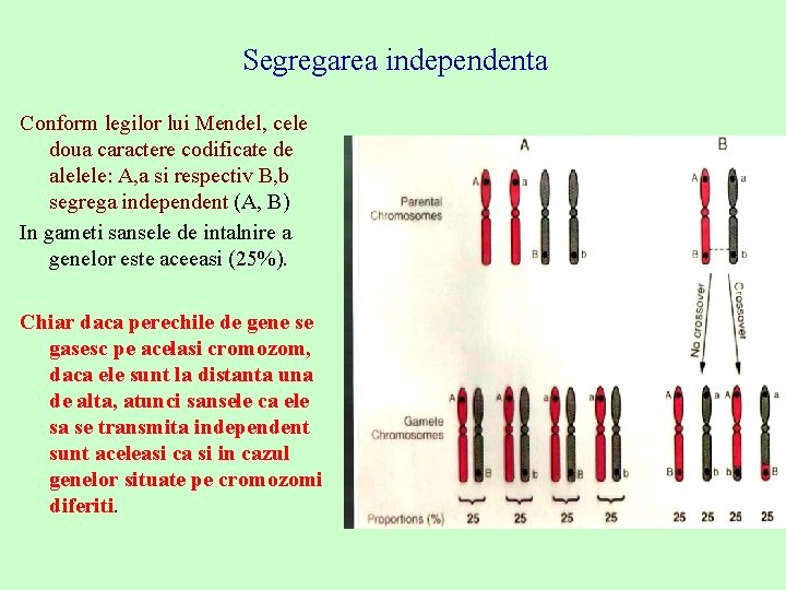 Segregarea independenta Conform legilor lui Mendel, cele doua caractere codificate de alelele: A, a