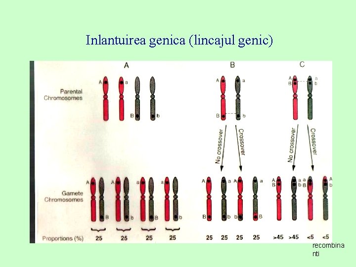 Inlantuirea genica (lincajul genic) recombina nti 