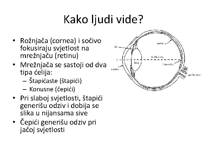 Kako ljudi vide? • Rožnjača (cornea) i sočivo fokusiraju svjetlost na mrežnjaču (retinu) •