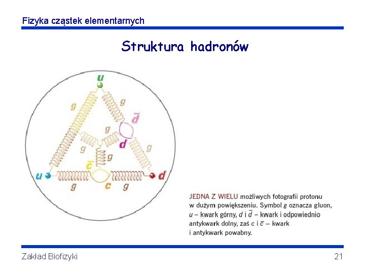 Fizyka cząstek elementarnych Struktura hadronów Zakład Biofizyki 21 Fizyka cząstek elementarnych Struktura hadronów Zakład Biofizyki 21