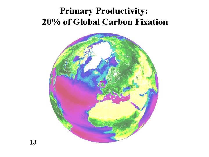 Primary Productivity: 20% of Global Carbon Fixation 13 