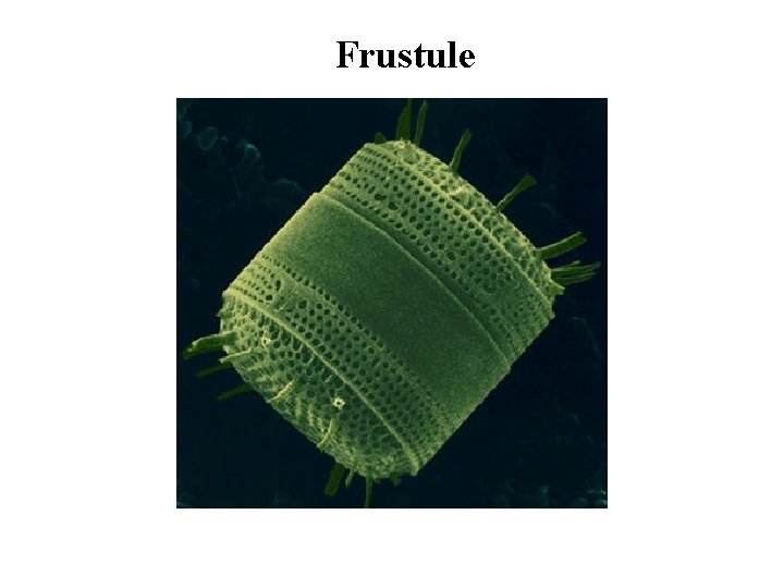 Frustule 