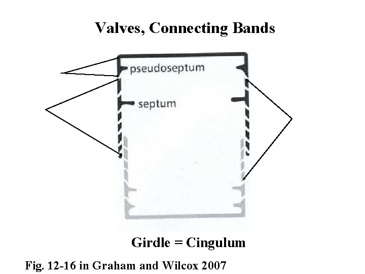 Valves, Connecting Bands Girdle = Cingulum Fig. 12 -16 in Graham and Wilcox 2007