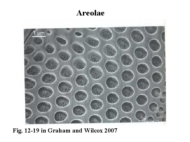 Areolae Fig. 12 -19 in Graham and Wilcox 2007 