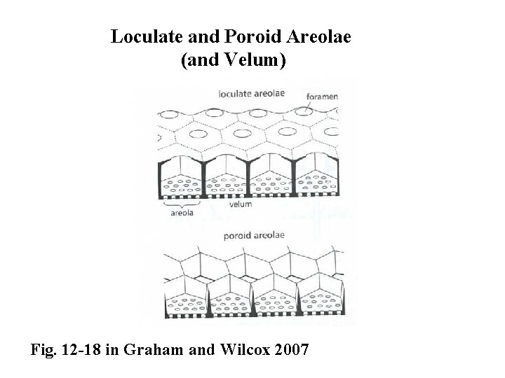 Loculate and Poroid Areolae (and Velum) Fig. 12 -18 in Graham and Wilcox 2007