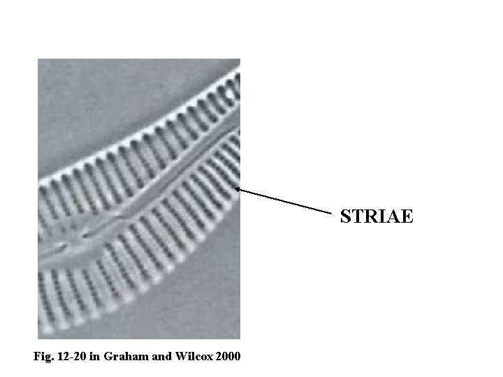 STRIAE Fig. 12 -20 in Graham and Wilcox 2000 