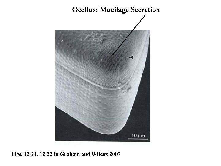 Ocellus: Mucilage Secretion Figs. 12 -21, 12 -22 in Graham and Wilcox 2007 