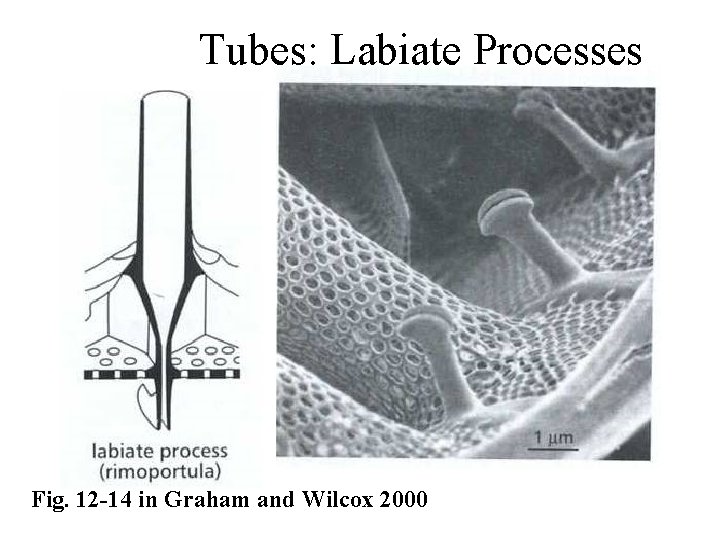 Tubes: Labiate Processes Fig. 12 -14 in Graham and Wilcox 2000 