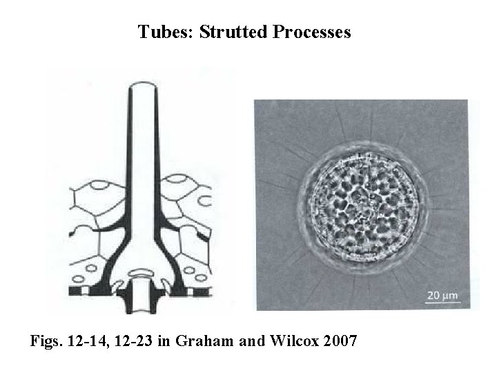 Tubes: Strutted Processes Figs. 12 -14, 12 -23 in Graham and Wilcox 2007 