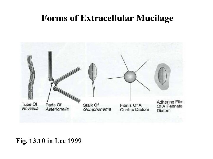 Forms of Extracellular Mucilage Fig. 13. 10 in Lee 1999 