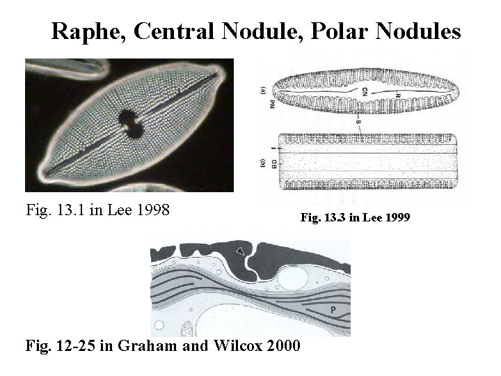 Raphe, Central Nodule, Polar Nodules Fig. 13. 1 in Lee 1998 Fig. 13. 3