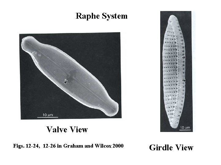 Raphe System Valve View Figs. 12 -24, 12 -26 in Graham and Wilcox 2000