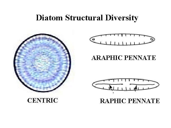 Diatom Structural Diversity ARAPHIC PENNATE CENTRIC RAPHIC PENNATE 