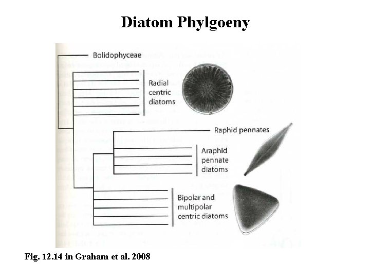 Diatom Phylgoeny Fig. 12. 14 in Graham et al. 2008 