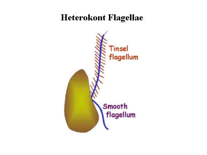 Heterokont Flagellae 