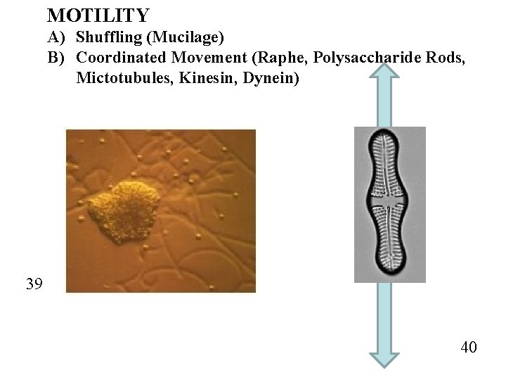 MOTILITY A) Shuffling (Mucilage) B) Coordinated Movement (Raphe, Polysaccharide Rods, Mictotubules, Kinesin, Dynein) 39