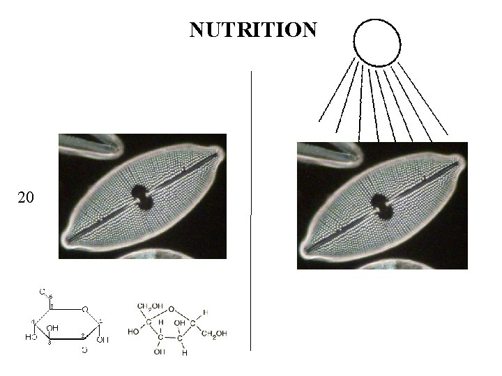 NUTRITION 20 