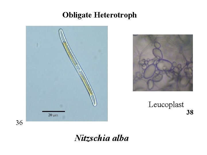 Obligate Heterotroph Leucoplast 36 Nitzschia alba 38 