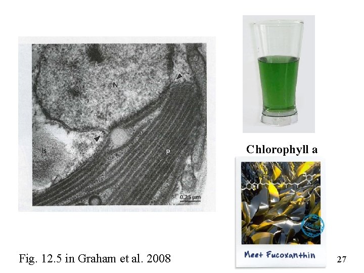 Chlorophyll a Fig. 12. 5 in Graham et al. 2008 27 
