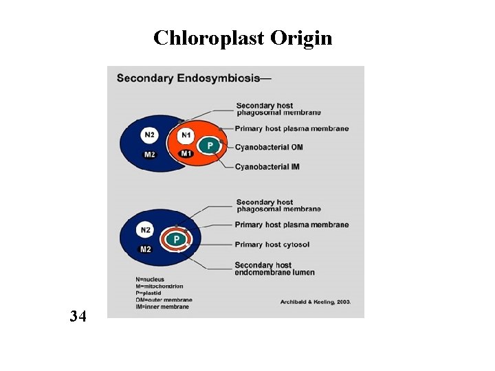 Chloroplast Origin 34 