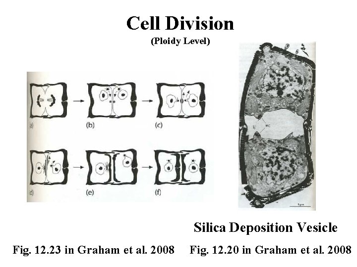 Cell Division (Ploidy Level) Silica Deposition Vesicle Fig. 12. 23 in Graham et al.