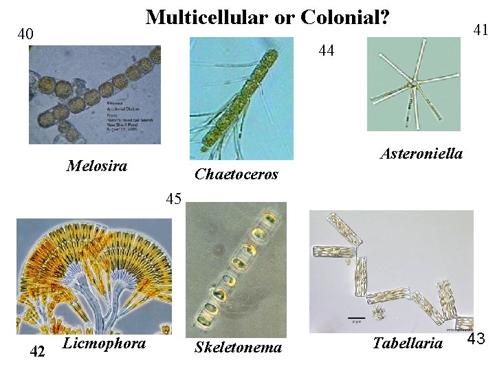 Multicellular or Colonial? 40 41 44 Asteroniella Melosira Chaetoceros 45 42 Licmophora Skeletonema Tabellaria