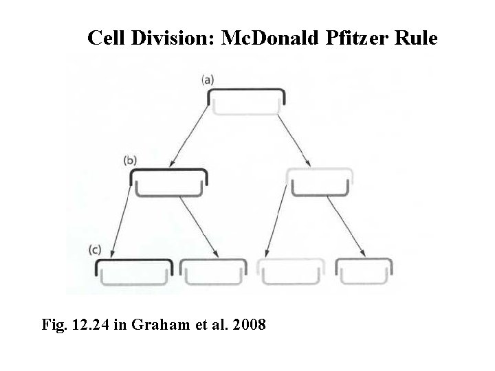 Cell Division: Mc. Donald Pfitzer Rule Fig. 12. 24 in Graham et al. 2008