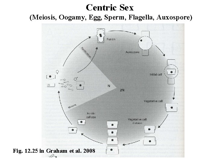 Centric Sex (Meiosis, Oogamy, Egg, Sperm, Flagella, Auxospore) Fig. 12. 25 in Graham et