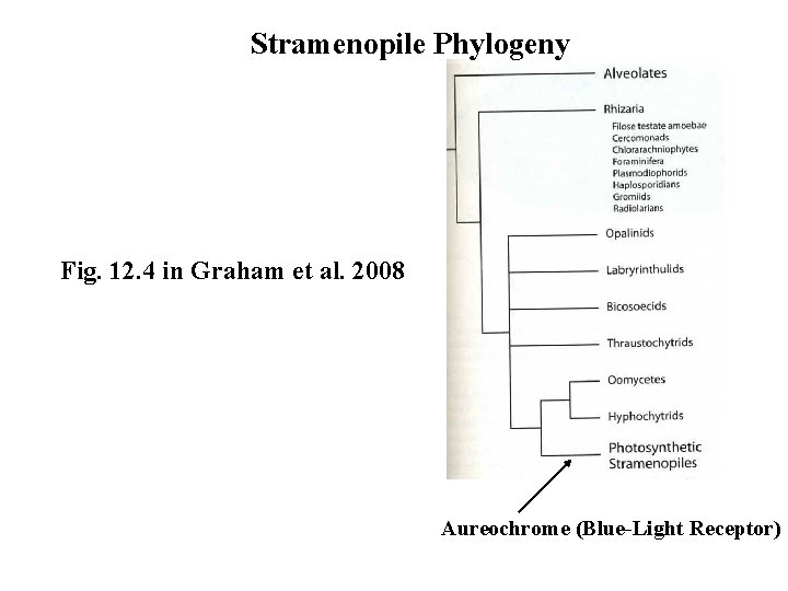 Stramenopile Phylogeny Fig. 12. 4 in Graham et al. 2008 Aureochrome (Blue-Light Receptor) 