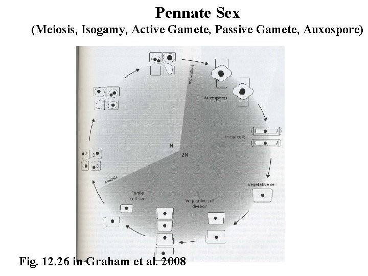 Pennate Sex (Meiosis, Isogamy, Active Gamete, Passive Gamete, Auxospore) Fig. 12. 26 in Graham