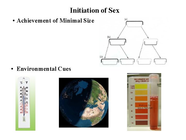 Initiation of Sex • Achievement of Minimal Size • Environmental Cues 