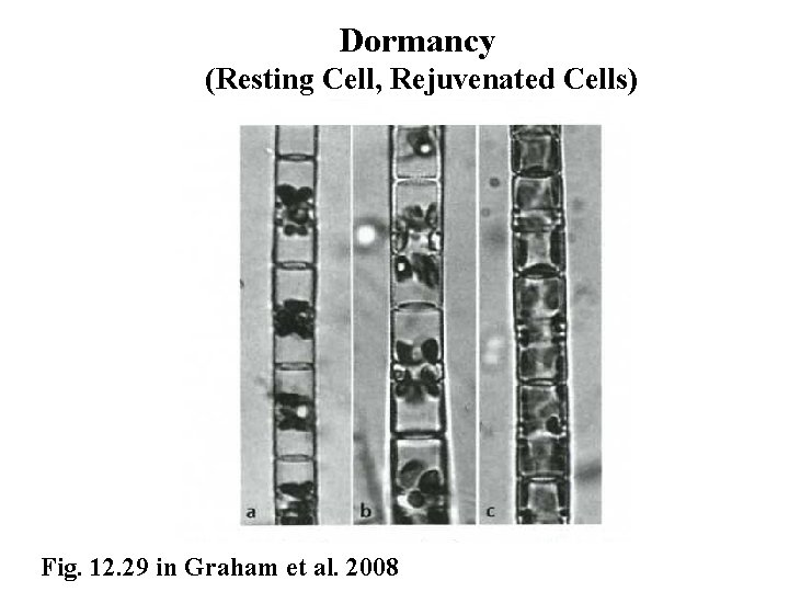 Dormancy (Resting Cell, Rejuvenated Cells) Fig. 12. 29 in Graham et al. 2008 