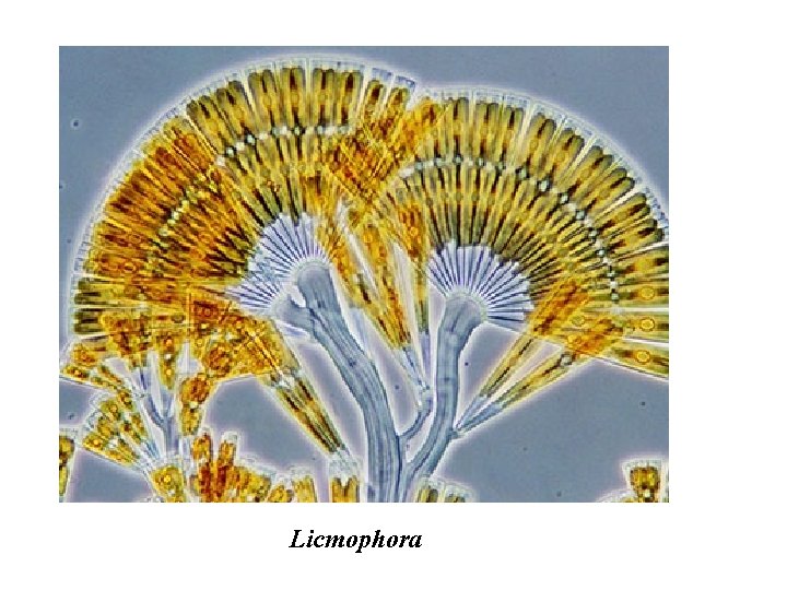 Licmophora 