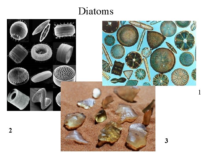 Diatoms 1 2 3 