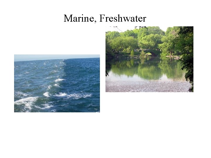 Marine, Freshwater 